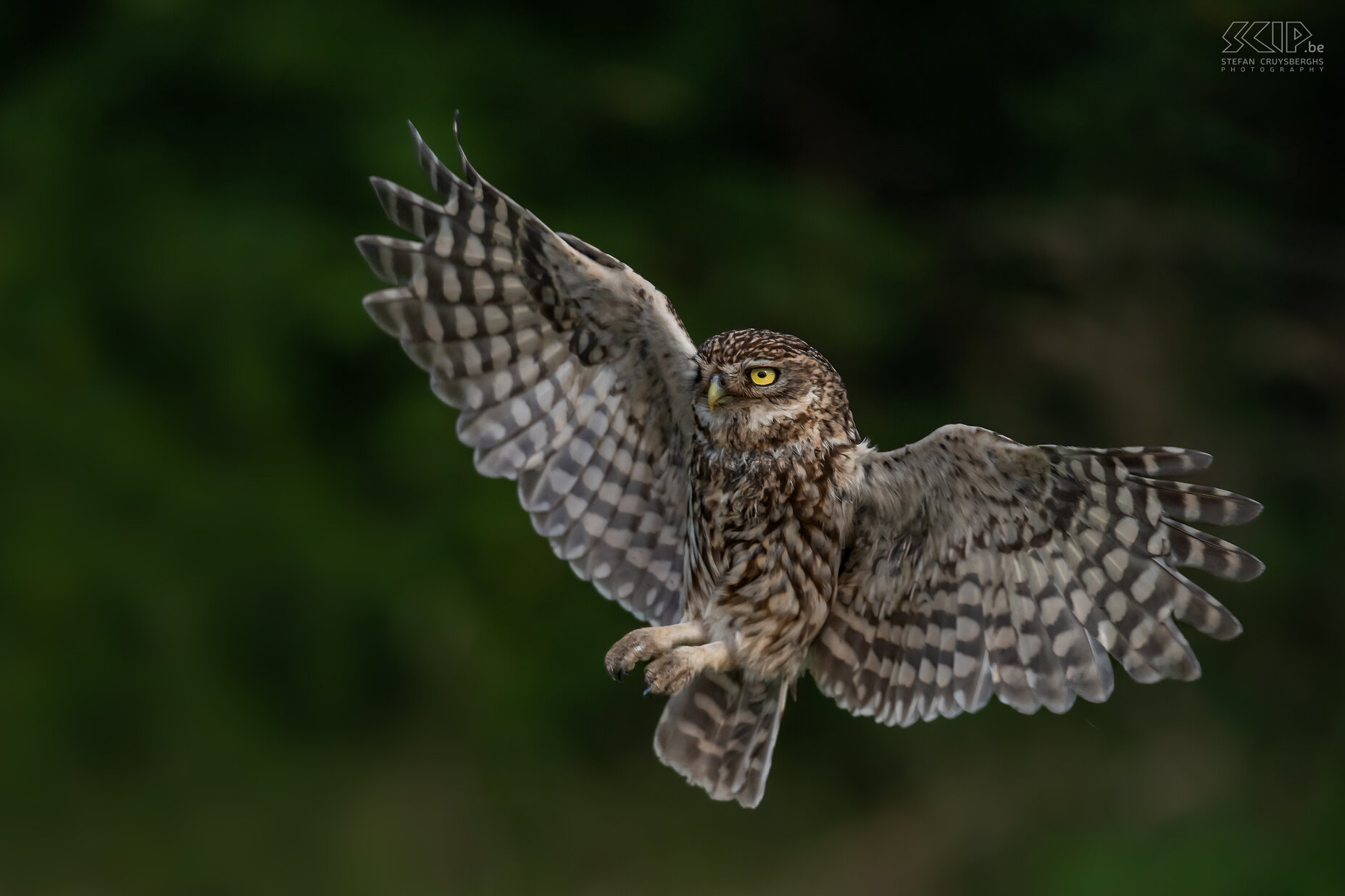 Little owl Little owl ./ Athene noctua Stefan Cruysberghs